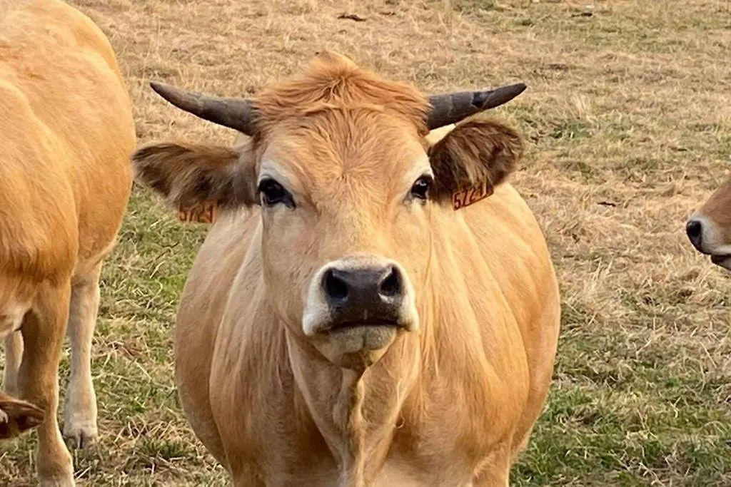 Fontanies En Aubrac Villa Laguiole France